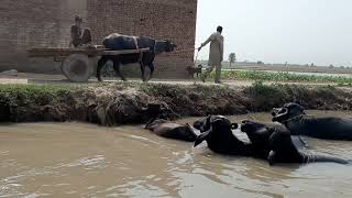 Village Life In Punjab Pakistan||Rural Life In Punjab||Full Desi Mahol