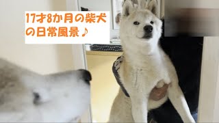 老犬の柴犬の穏やかな日常のお話【柴犬】【老犬】