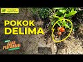 Pokok Delima | Hanani Agro Farm