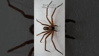 Huntsman Spider | One Of The Scariest Spiders