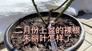 二月份上盆的裸根苗“朱丽叶”怎样了（2022）