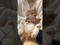 もっと嫌がってもいいんだよ？笑 ペット cat 子猫 siberian サイベリアン 茶トラ 茶トラ白 レッドタビー バリカン 肉球