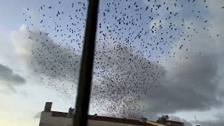 Karga istilası - Binlerce karga var  - Crow invasion (2)