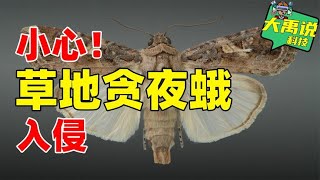 预警！危害我国240万亩，草地贪夜蛾卷土从来，危害远比蝗虫严重