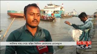 জেলেদের জালে ঝাঁকে ঝাঁকে মা-ইলিশ | Chandpur Ilish