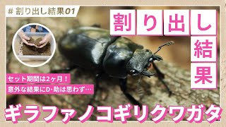 【まさかそんな裏話が…】2ヶ月放置したギラファノコギリクワガタの産卵セットを割り出したが…