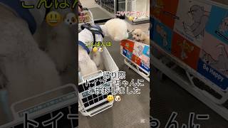 ホームセンターで可愛いトイプーちゃんに会いました😊🐶@スタンプーのメルシー　#shorts #dog #poodle #大型犬 #プードル #スタンプー #モフモフ #犬 #トイプードル