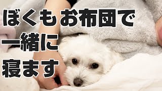 パパのお布団に潜り込んで一緒に寝たがる犬が可愛すぎる…【マルプー】マルチーズ×トイプードル