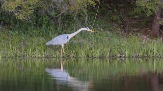 Цапля охотится. Серая Цапля. Birdwatching