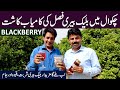 Blackberry Successful Cultivation in Pakistan | Value addition of Blackberry JAM, SQUASH & TEA