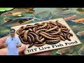 How to Breed Tubifex Worms : The Ultimate Live Food for Catfish and Aquarium Fish!