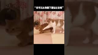 矮脚猫打架有多可爱？#矮脚猫 #萌宠 看我的旋风陀螺腿！@DOU+小助   抖音