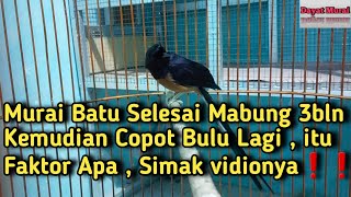 Murai Baru Selesai Mabung 3 bulan kemudian Copot Bulu lagi, itu Faktor apa ,Simak Vidionya❗️