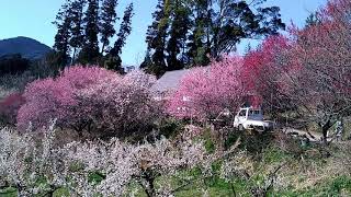 20180311- 大分県日田市 大山梅まつり02