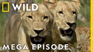 Win or Die: Savage Kingdom MEGA EPISODE | Season 1 | Nat Geo Wild