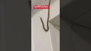 ក្អែបវែងមែស🙀 #funnyvideo