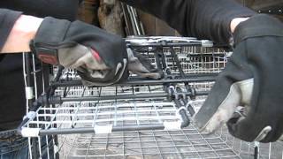 Beaver Live Trap, Judy Comstock showing easy setting