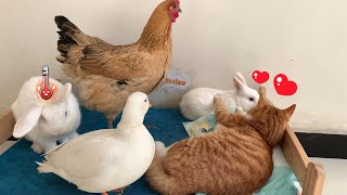 So funny! The male rabbit is heartbroken! The female rabbit and hen prefer the gentle kitten!So cute