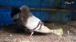 Dun Hen and Blue Bar Cuban Pouter 1/08/2016
