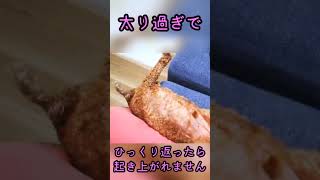 【トイプードル】立てないプー太君