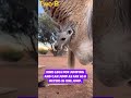 do you like kangaroos subscribe if you like we will talk about this jumping animal from australia