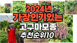 지금 사야 할 고구마모종 2024년 추천 Top10