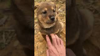 高冷小狗日常逗狗狗狗狗狗的日常 中华田园犬