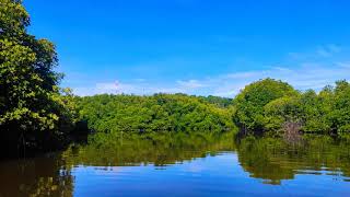 River with Mangroves #Sri Lanka#