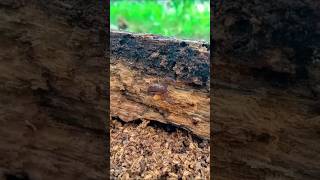 venomous scorpion#nature#venomous animal#shorts