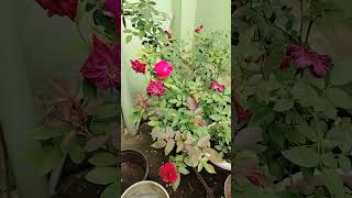 buy kashmiri rose for beautiful flowers