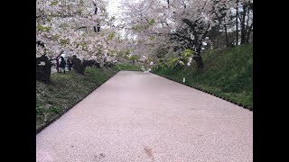 弘前さくらまつり2019.4.30レポート☆弘前公園開花状況速報　平成最後の桜は見事な花吹雪と花筏