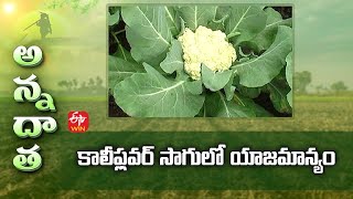 కాలీఫ్లవర్ సాగులో యాజమాన్యం | Tips for Cauliflower cultivation | ETV