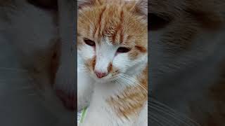 Uyuyacağı Yeri Bulmuş Gözlerinden Uyku Akıyor #cat #shortvideo #uykucu #sevimli #keşfet #cute #short