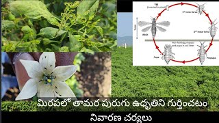 మిరపలో తామర పురుగు ఉధృతిని గుర్తించటం మరియు నివారణ చర్యలు