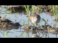 トウネンの鳴き声【秋の渡り】