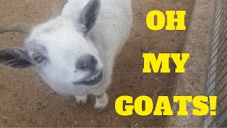 How we Got Started with Goats