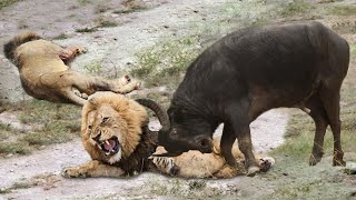 EXTREMELY RARE!!! Buffalo Herd Rescue Baby From Male Lion Hunt, 7 Lions vs 100 Buffalo