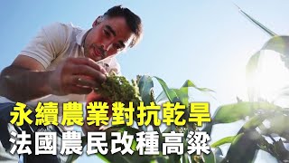 永續農業對抗乾旱 法國農民改種高粱 - 氣候影響農作物 - 國際新聞