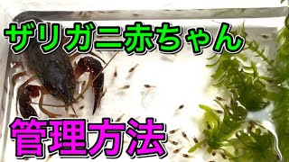 ザリガニ赤ちゃん　管理方法