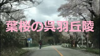 呉羽丘陵の葉桜　富山県富山市　2020年4月10日　onboard camera