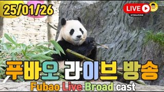 25년 01월 26일 푸바오 영상 라이브 방송(25.01.26 Fubao Live Broad Cast) : 11월달 푸바오 다시보기~❤❤