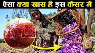 Kashmir का Kesar सोने से भी महंगा क्यों होता है | Why Kashmiri Kesar Is So Expensive