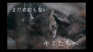 「#拡散希望」めちゃくちゃ可愛い新入部員【#保護猫#里親募集】