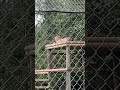 Leopard at Banham Zoo