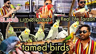 EXOTIC BIRDS SHOP IN CHENNAI | TAMED BIRDS SALES SHOP IN CHENNAI TAMIL வெளிநாட்டு பறவைகள் |EP 90