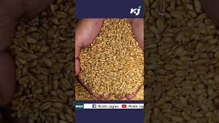 ഗോതമ്പ് ലേലത്തിന്റെ കരുതൽ വില കുറയ്ക്കും | wheatpriceindia | wheatproduction | auction |wheatindia|