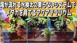 滝が流れる水換え不要のシステムでメダカを育てるアクアテラリウム（30センチの水槽を3つ並べて120センチの世界感を作る）