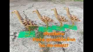 หุ่นนกอีลุม (ตัวเมีย) ราคาเริ่มต้น  390 มีบริการเก็บเงินปลายทาง 089-4866827