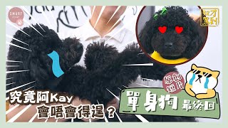 【奴才駕到節目】原創短片 - 《單身狗》最終回｜究竟Kay會唔會得逞？｜Smart Pet Pet