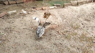 Grey francolin Vs  Asil Mughi Dakhni Teetar Ki ladai